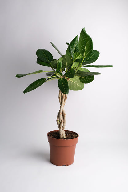 Ficus Audrey Twisted - Image 5