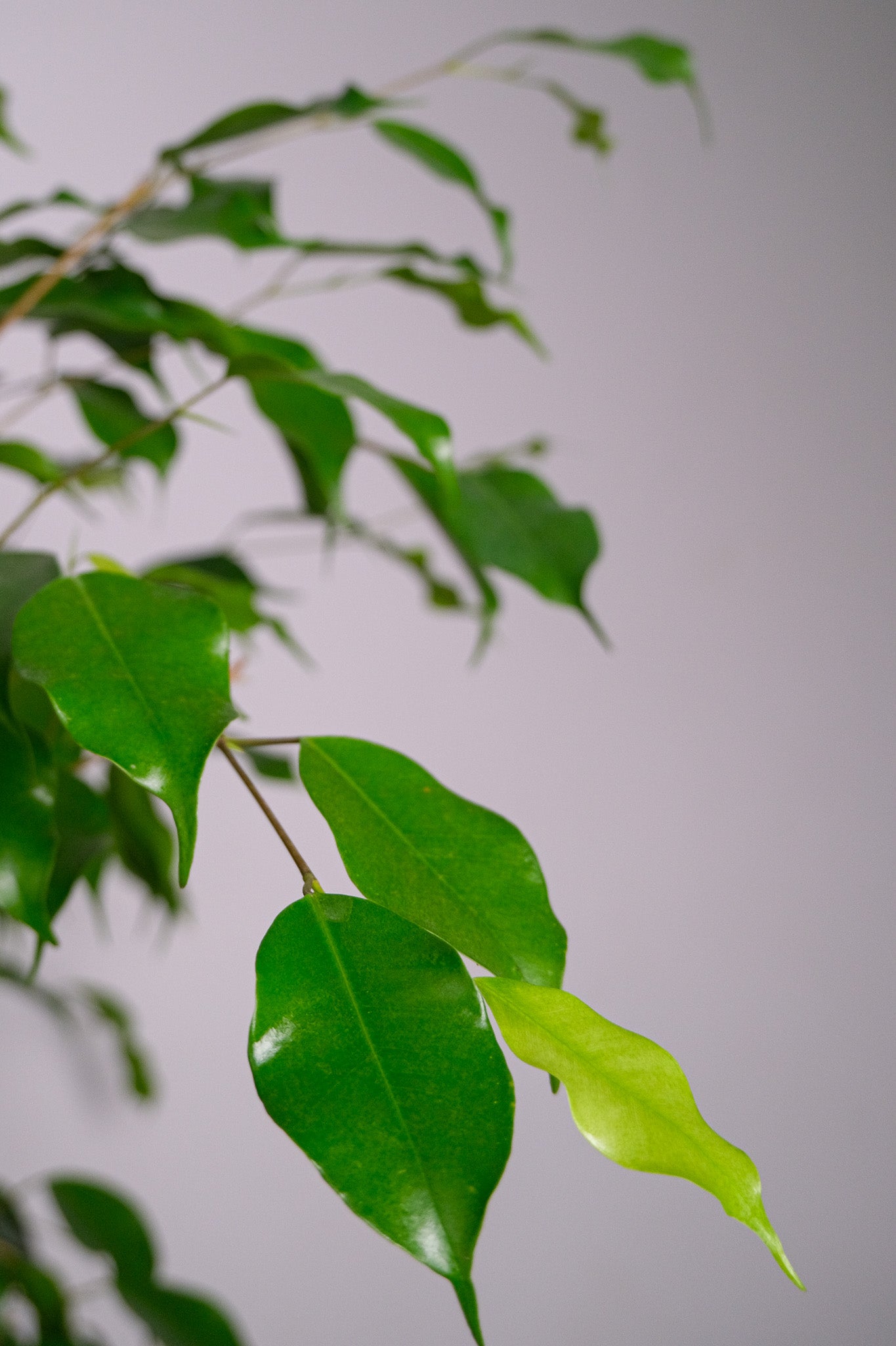 Ficus Be Exotica Stem Cilinder