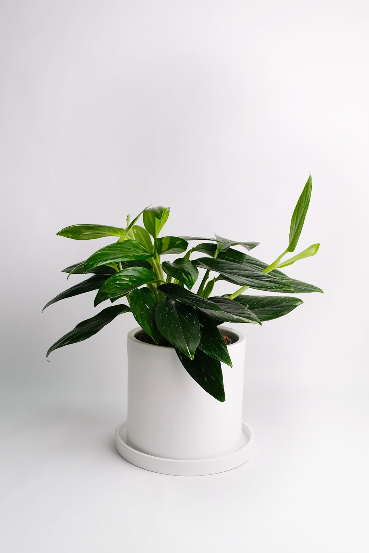 Philodendron Cobra - 5