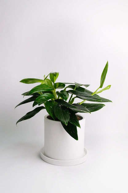 Philodendron Cobra - 5
