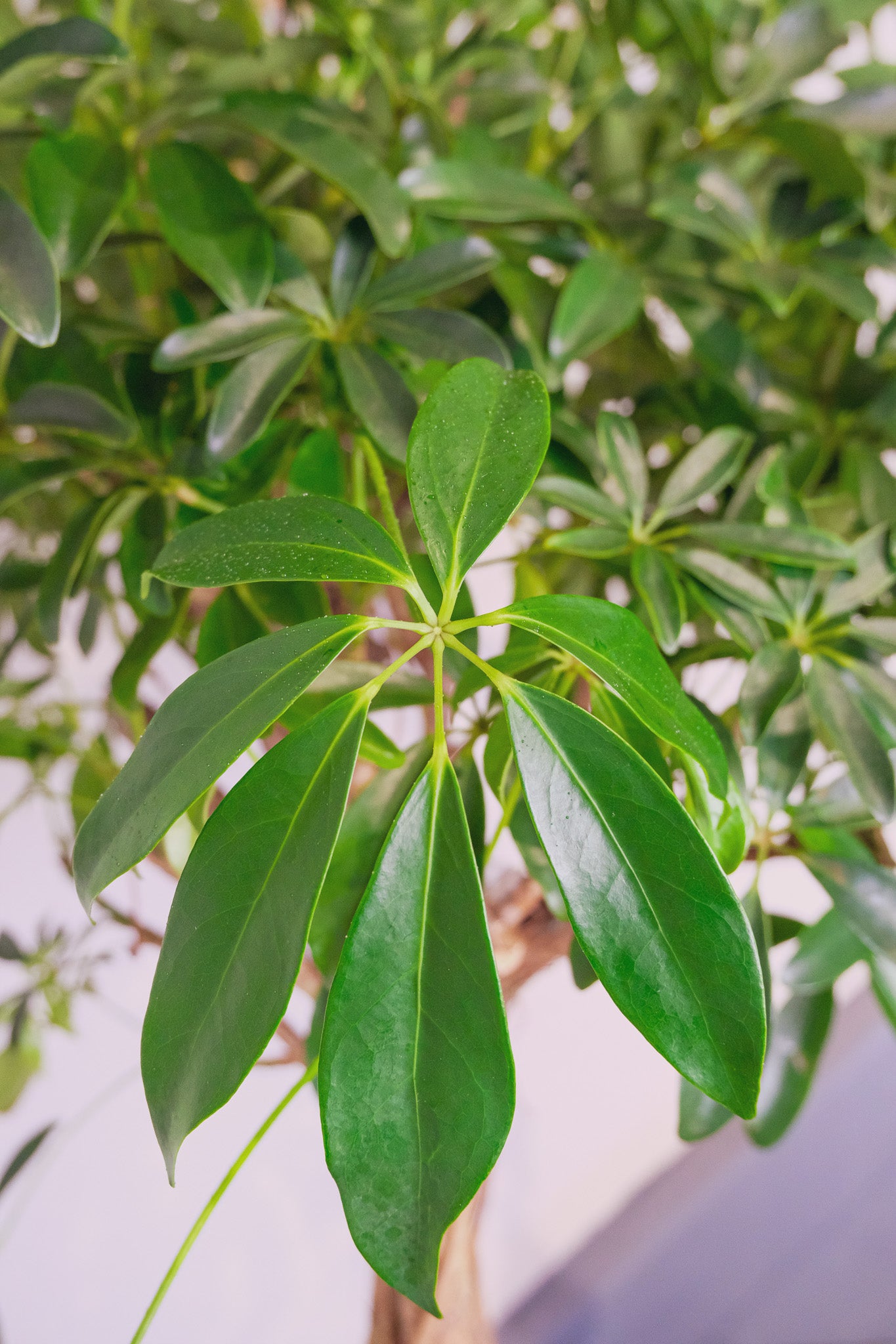 Schefflera Compacta - Image 5