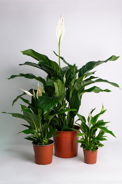 Spathiphyllum - Image 5