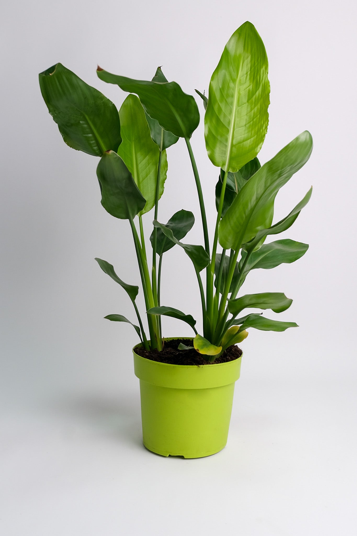 Strelitzia Reginae - Image 5