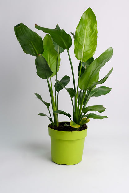 Strelitzia Reginae - Image 5