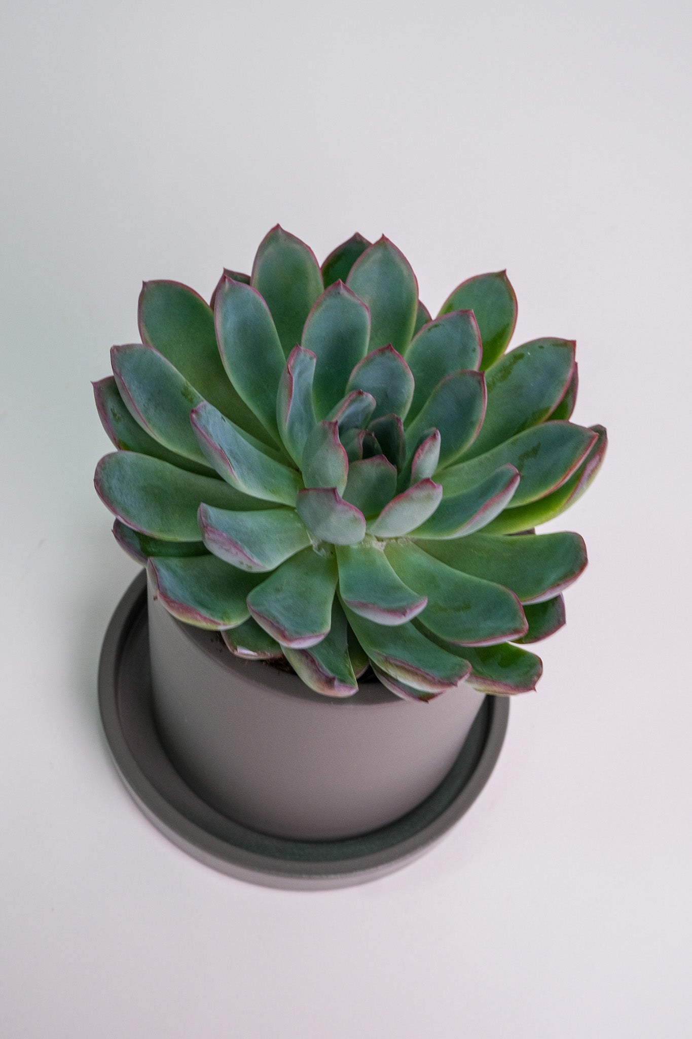 Suculent Mix - Image 04