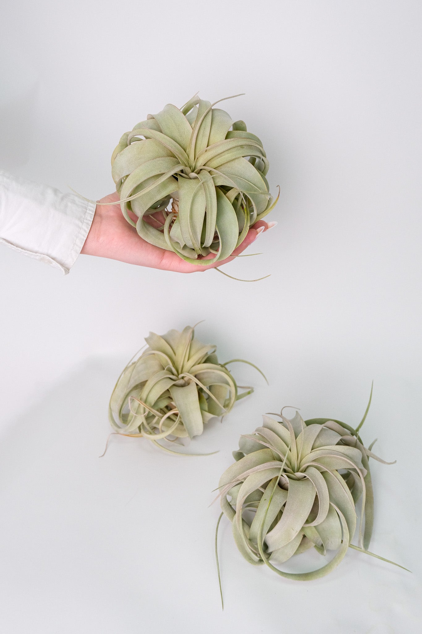 Tillandsia Xerographica