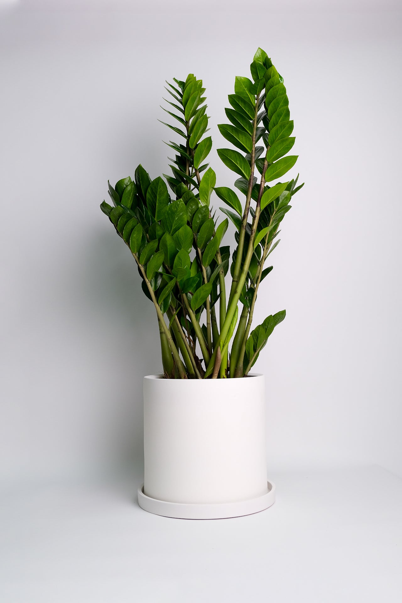 Zamioculcas - 5