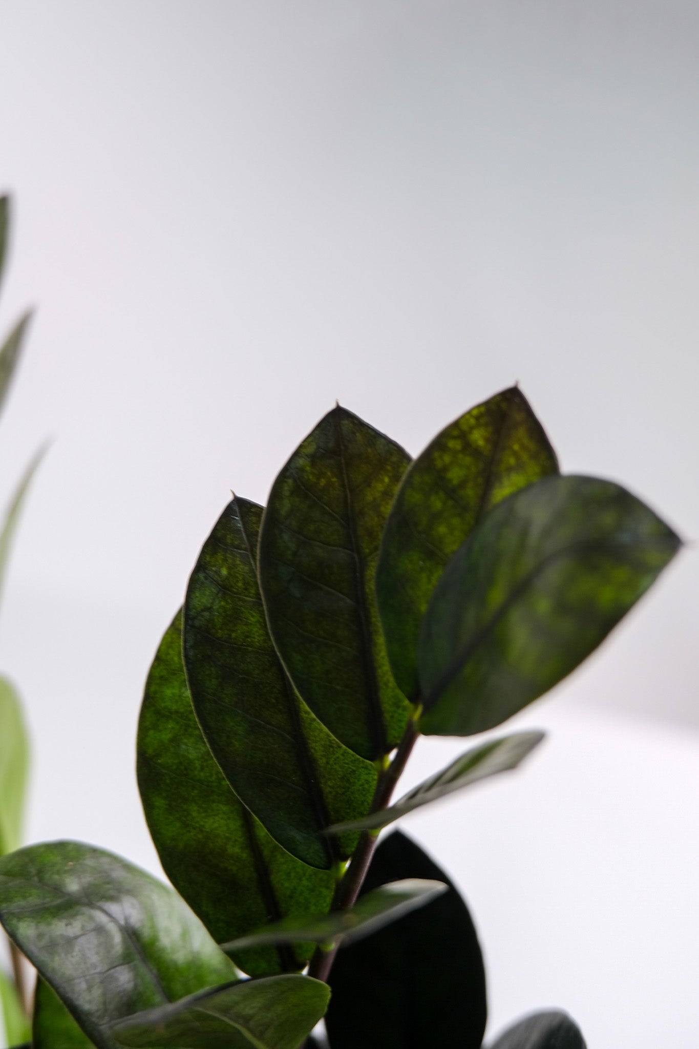 Zamioculcas Raven - 5