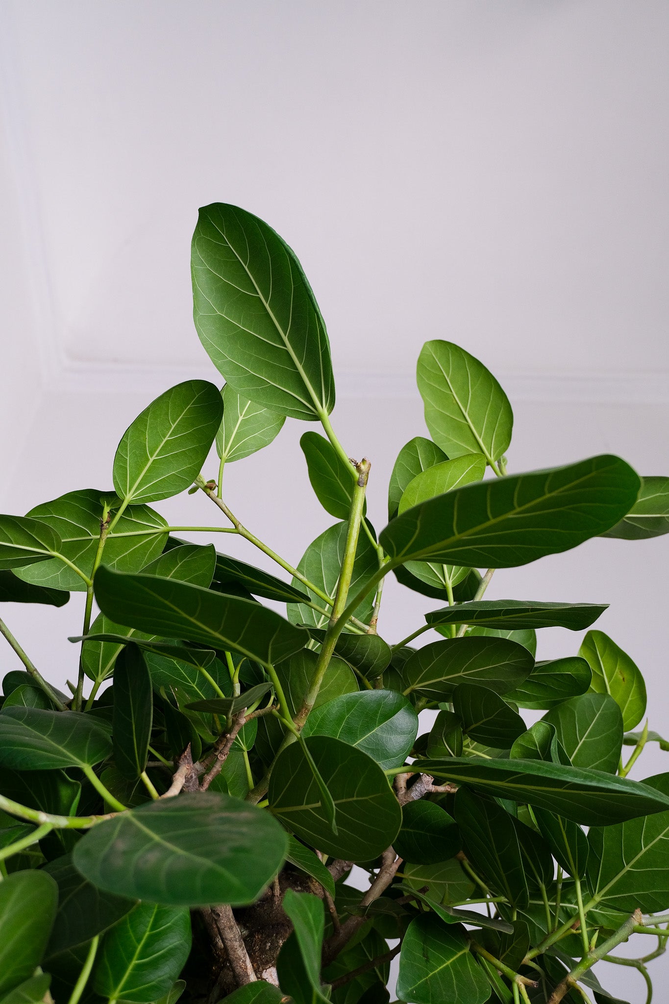 Ficus Audrey on Old Stem - Image 5