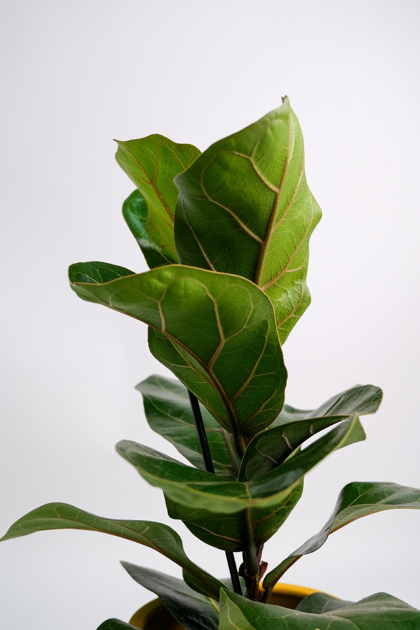 Ficus Lyrata Bambino - Image 5