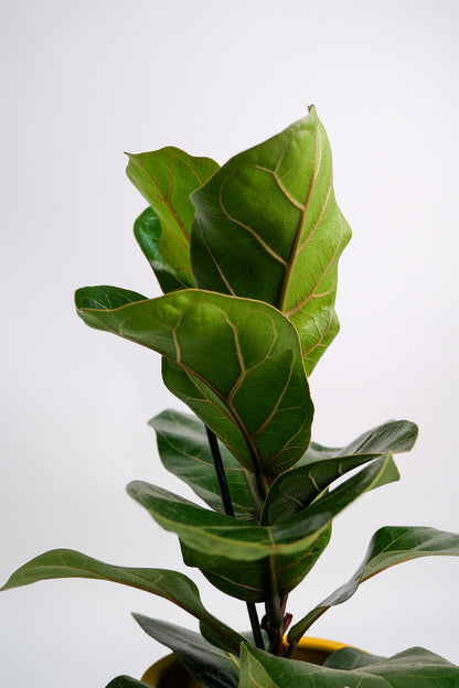 Ficus Lyrata Bambino - Image 5