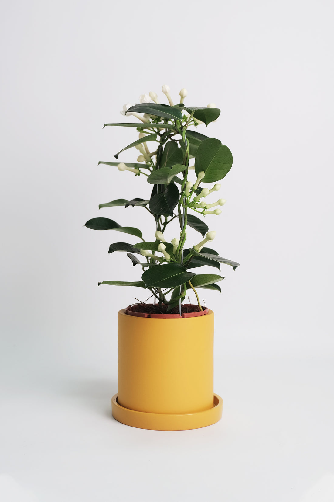 Jasmin Stephanotis - Image 5