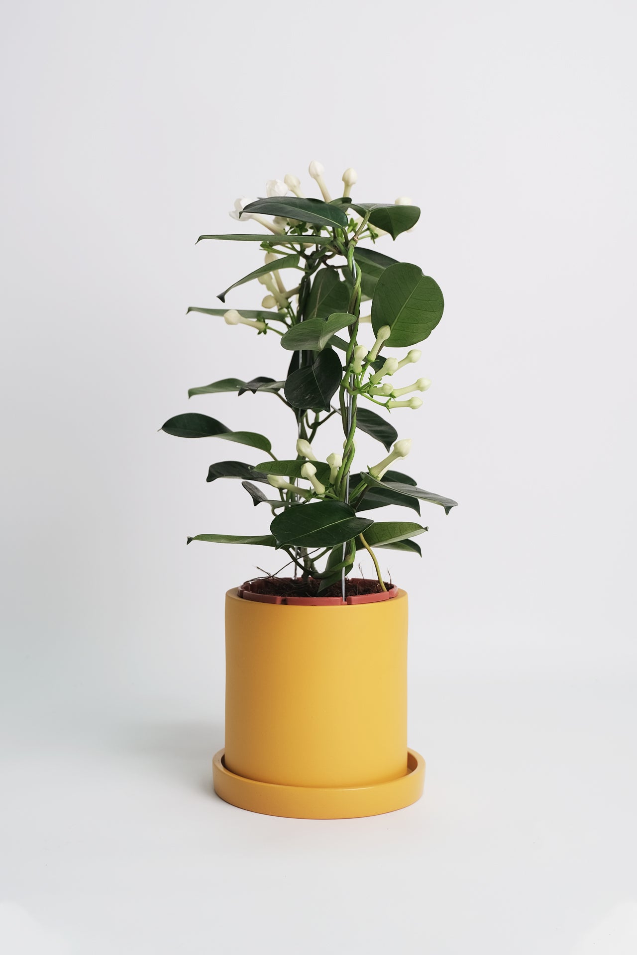 Jasmin Stephanotis - Image 5