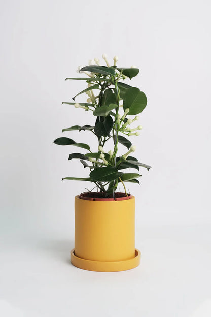 Jasmine Stephanotis
