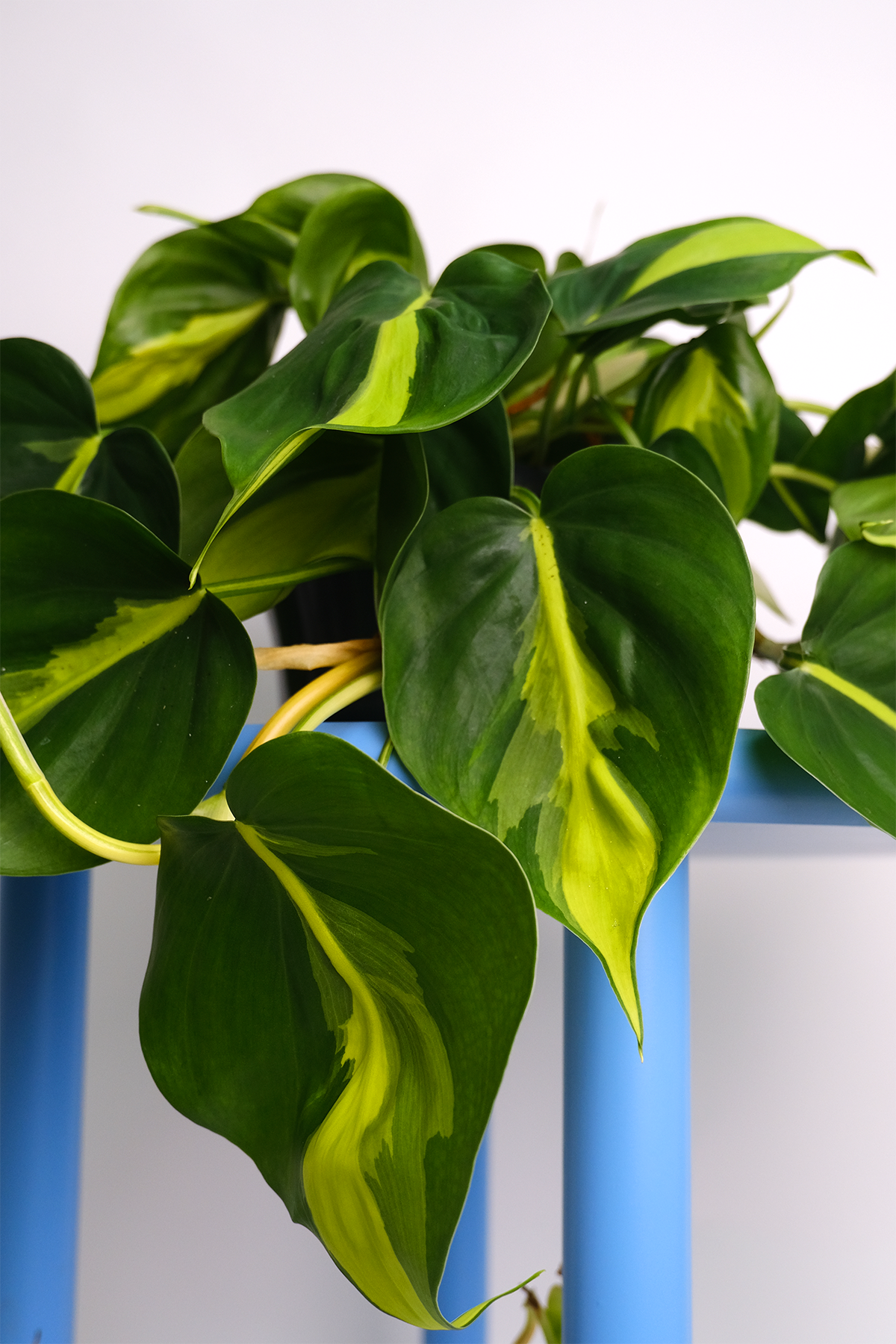 Philodendron Brasil - 5