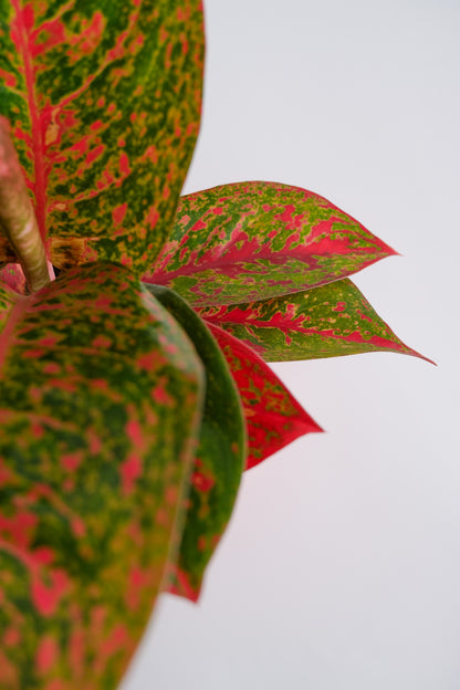 Aglaonema Red Sprinkles