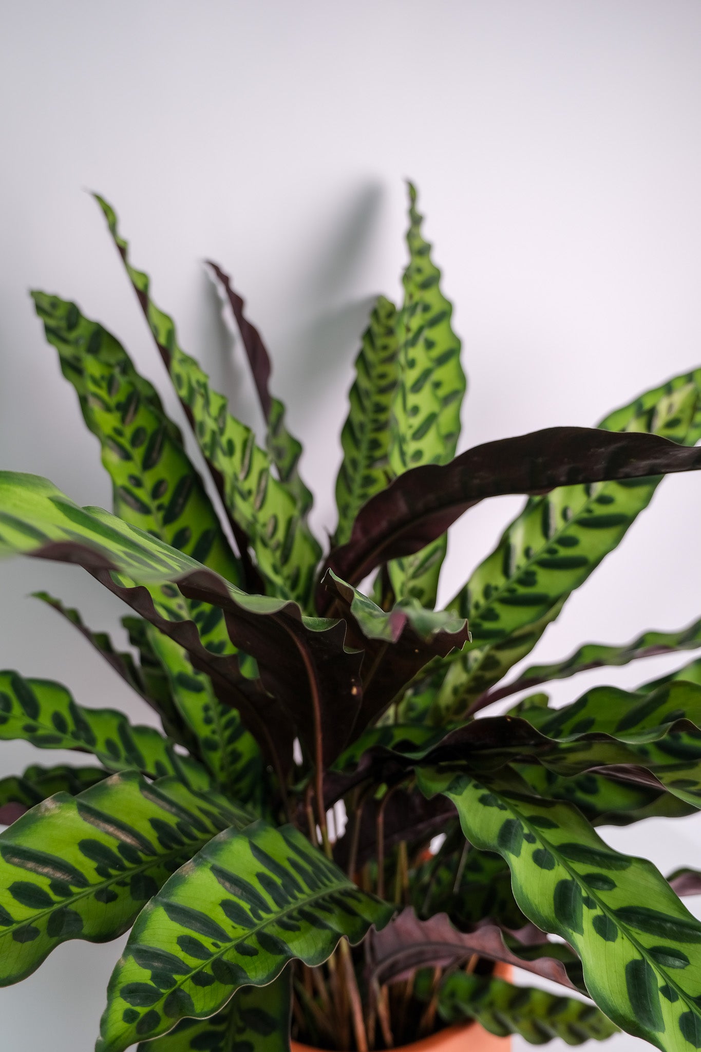 Calathea Insigne - Image 6
