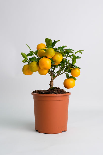 Citrus Calamondin bush - Image 6