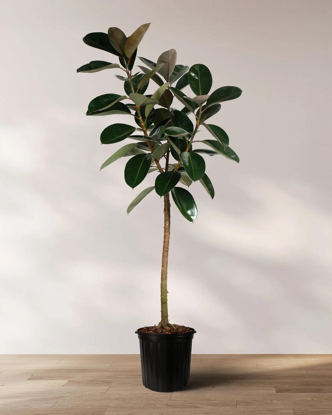 Ficus Elastica Burgundy