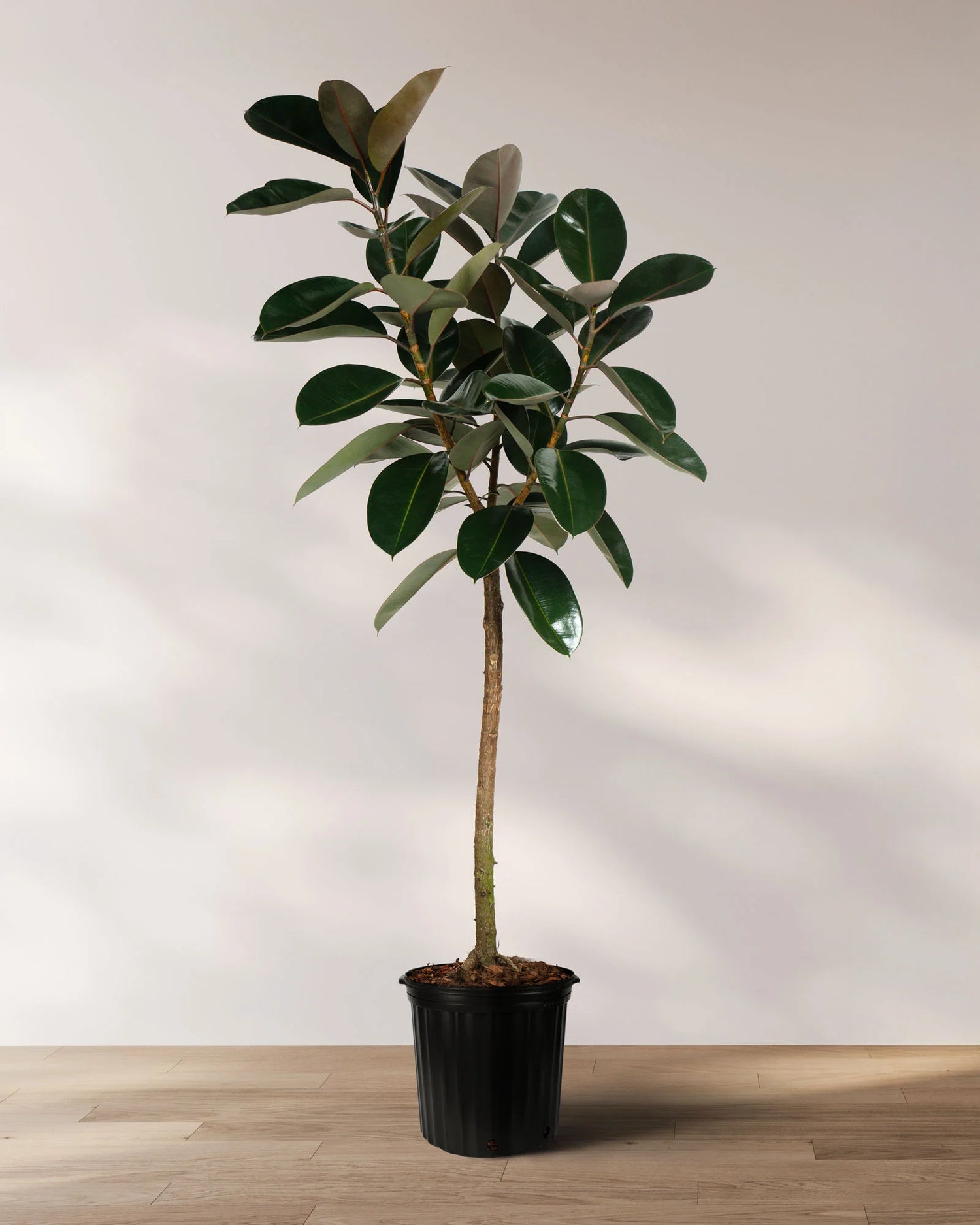 Ficus Elastica Burgundy
