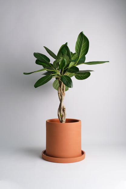 Ficus Audrey Twisted - Image 6