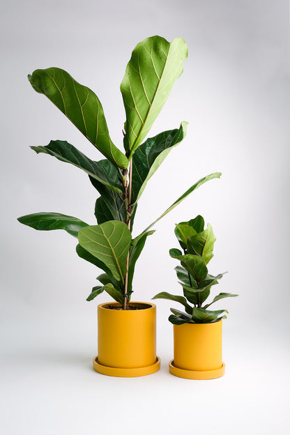 Ficus Lyrata - Image 6