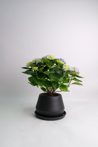 Hortensie blue - Image 6