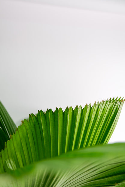 Licuala Grandis - Image 6