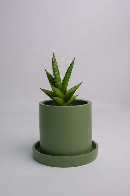 Sansevieria Mix - Image 6