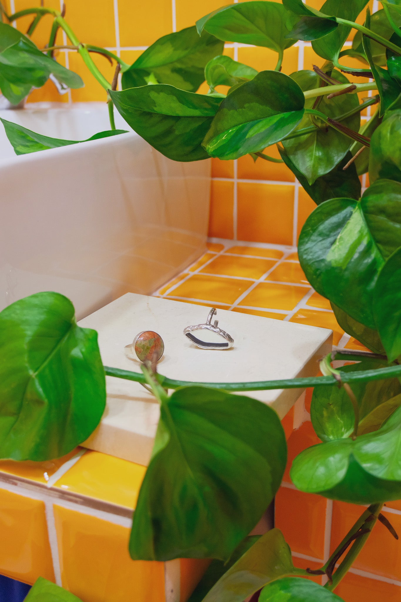 Scindapsus Global Green - 6