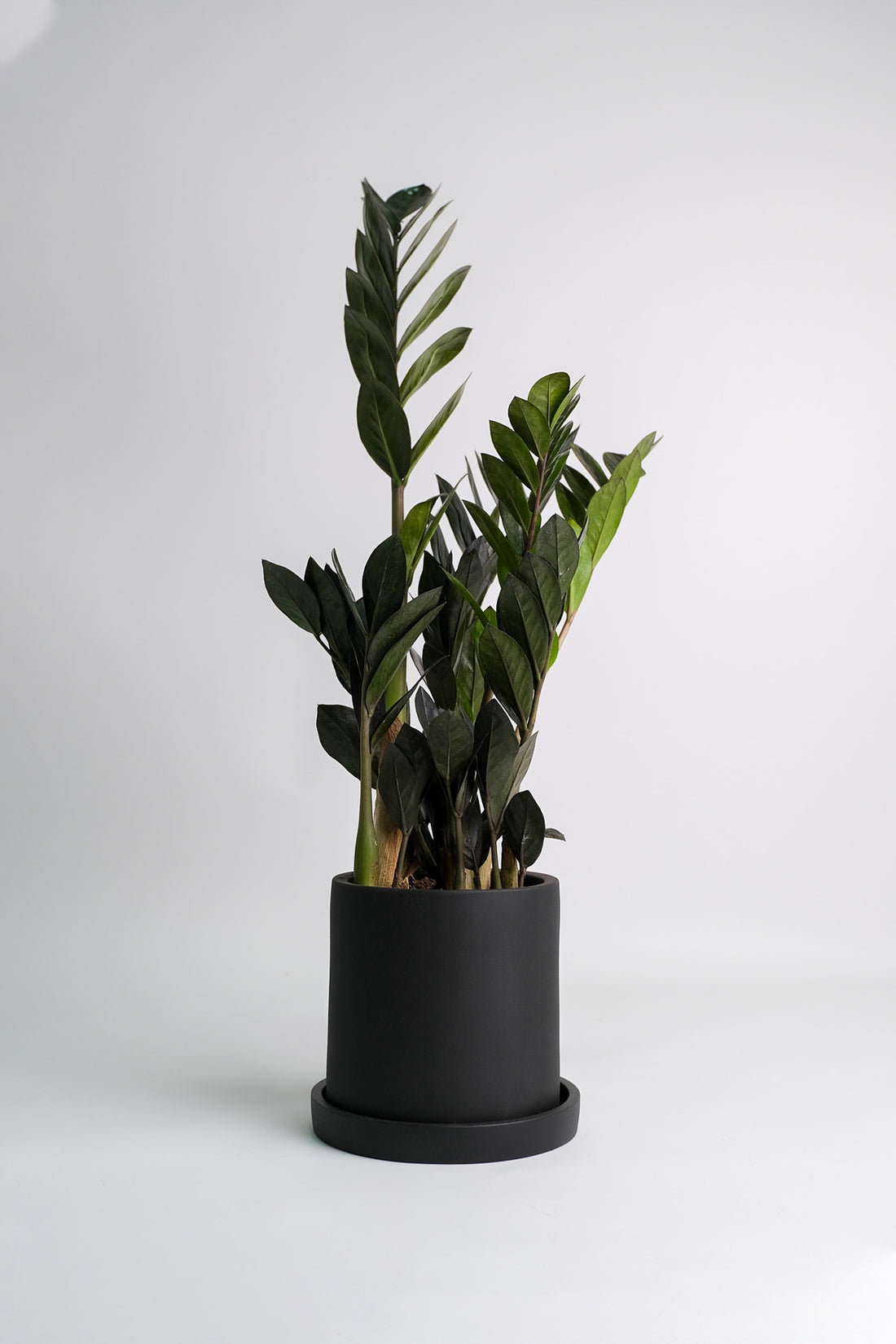Zamioculcas Raven - 6