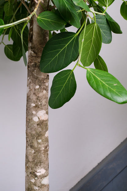 Ficus Audrey on Old Stem - Image 6