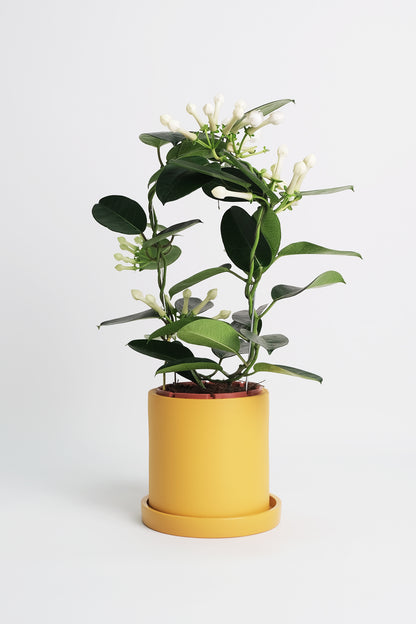 Jasmin Stephanotis - Image 6