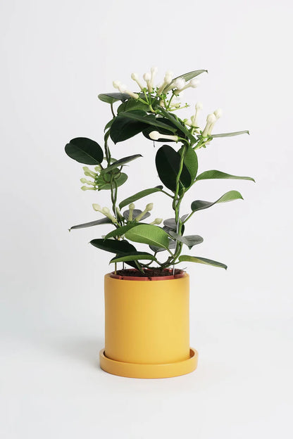 Jasmine Stephanotis