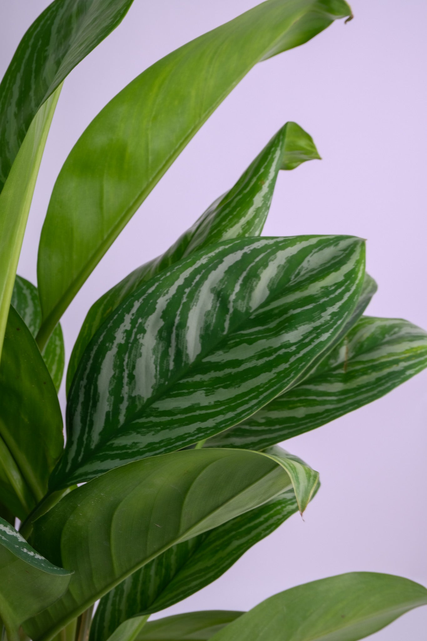 Aglaonema Stripes - 7