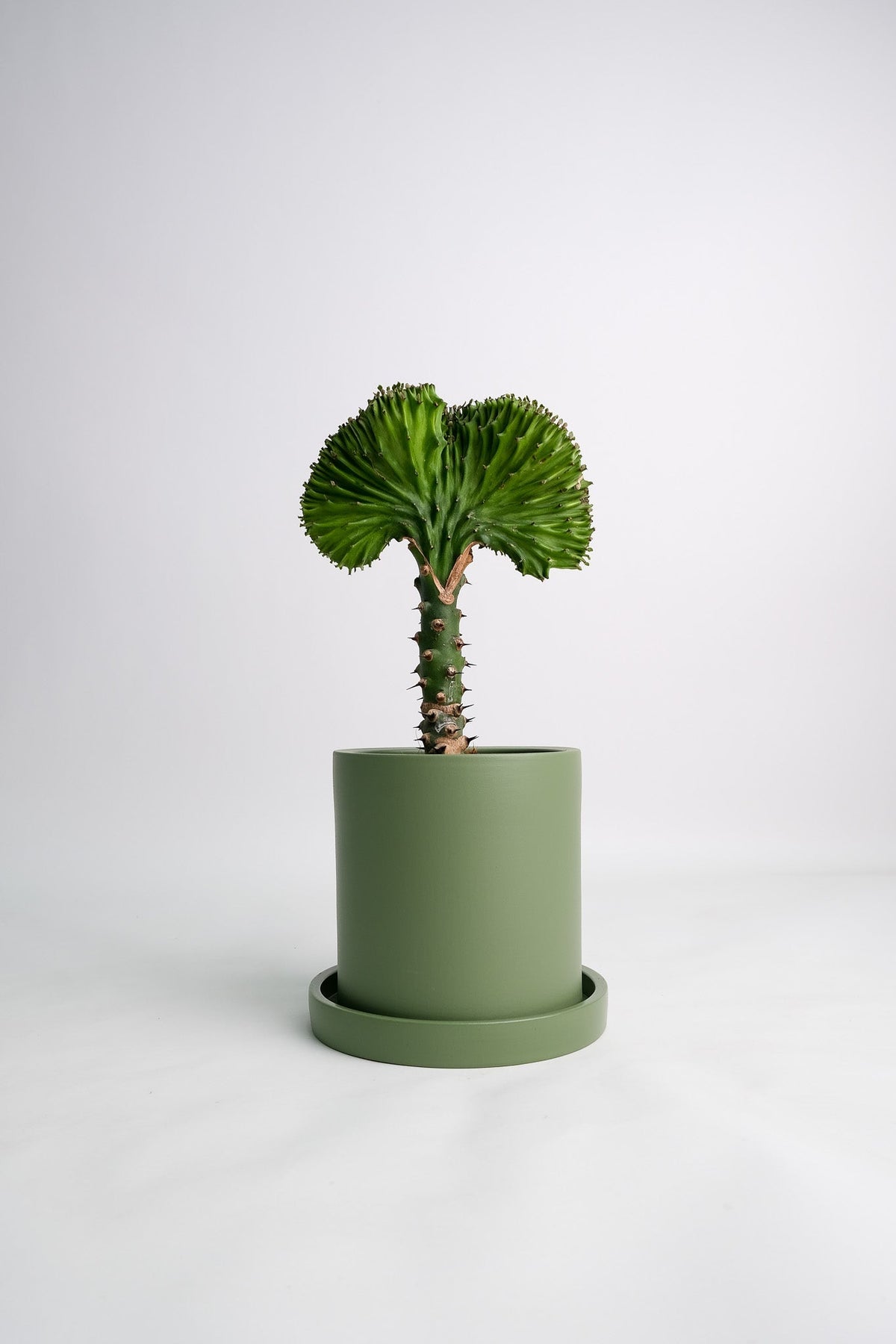 Euphorbia Lactea Cristata