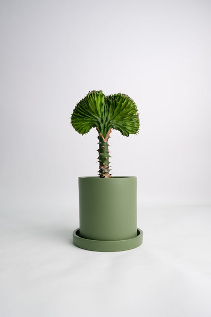 Euphorbia Lactea Cristata