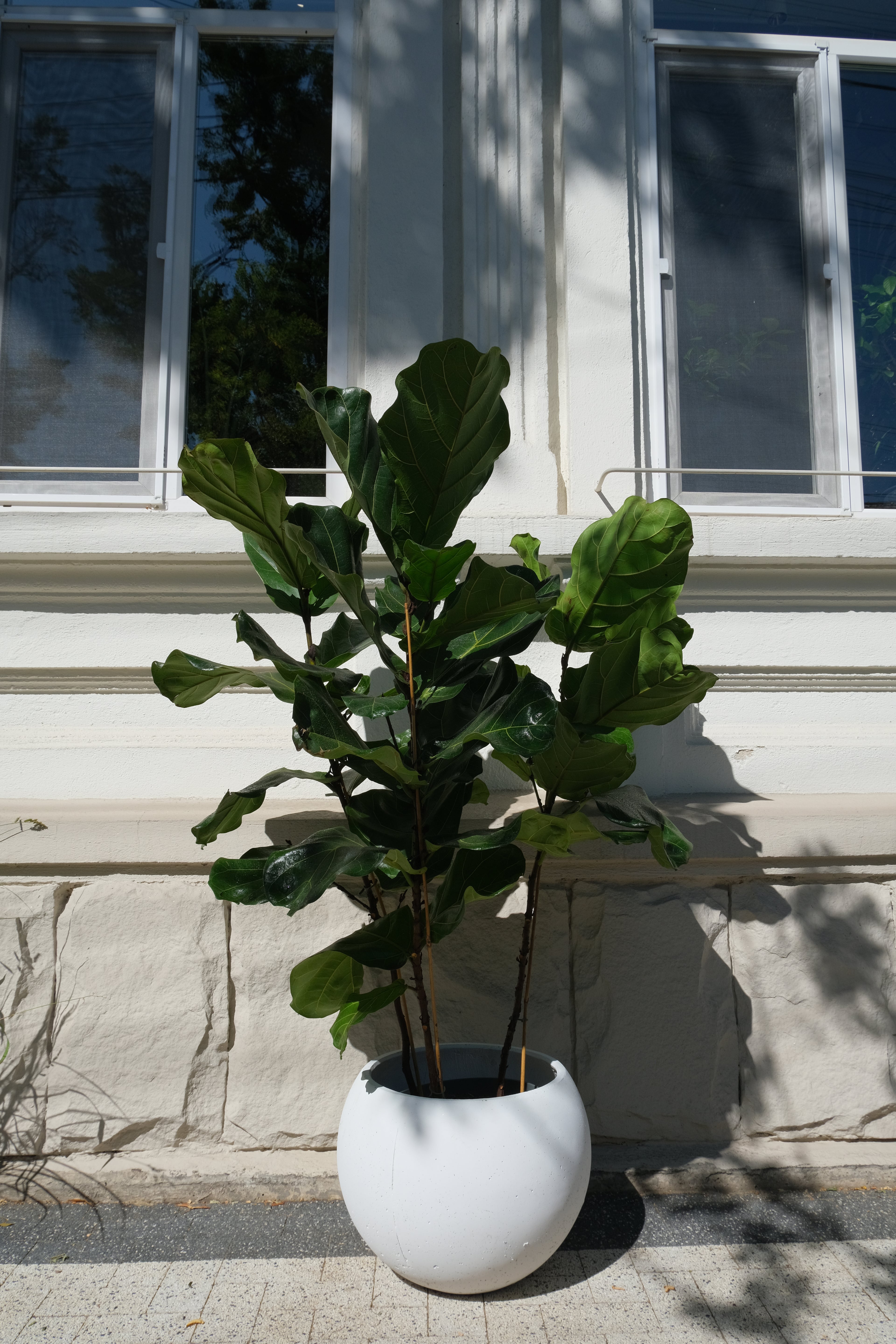 Ficus Lyrata - Image 7