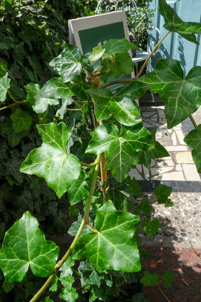 Hedera exterior - Image 7