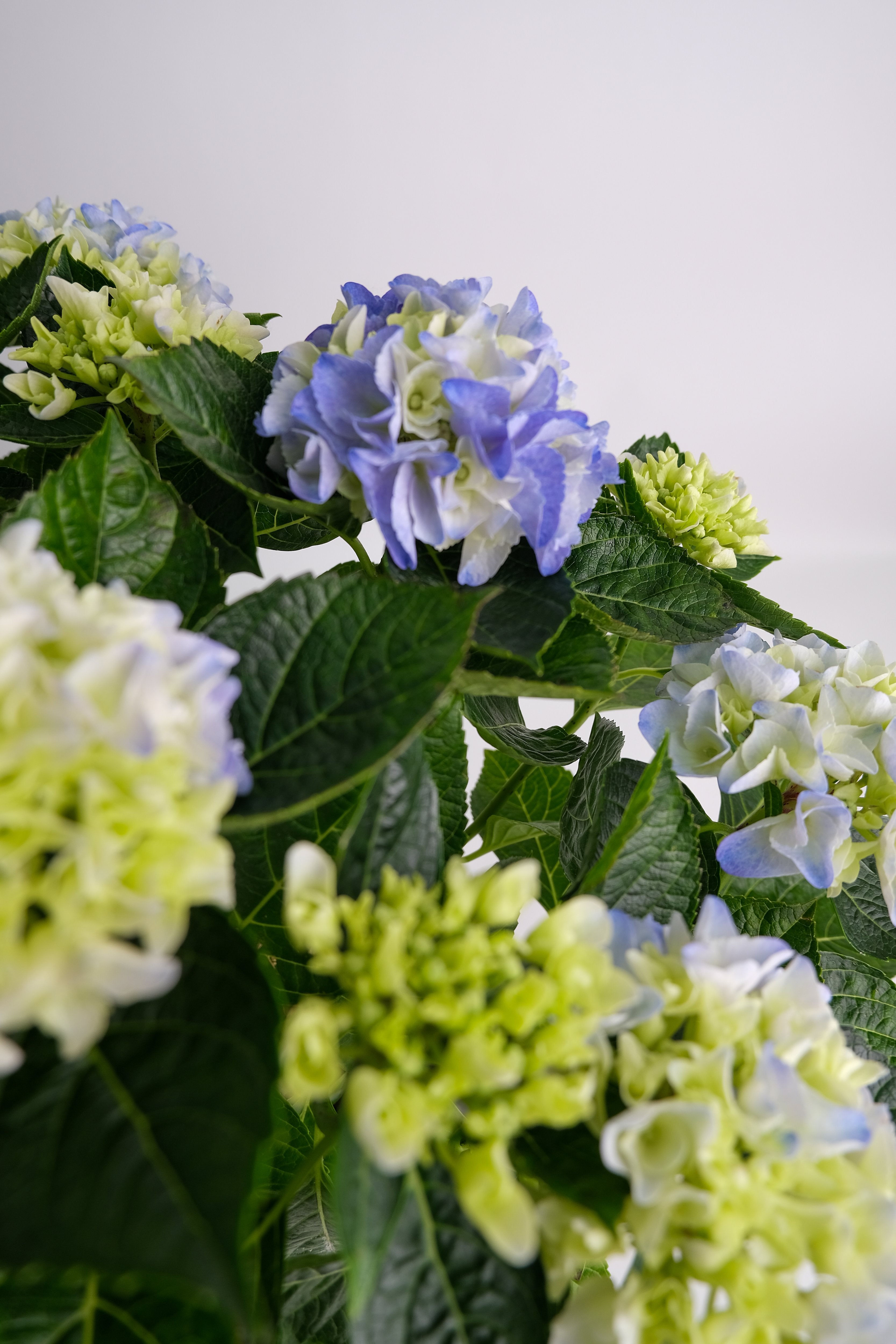 Hortensie blue - Image 7