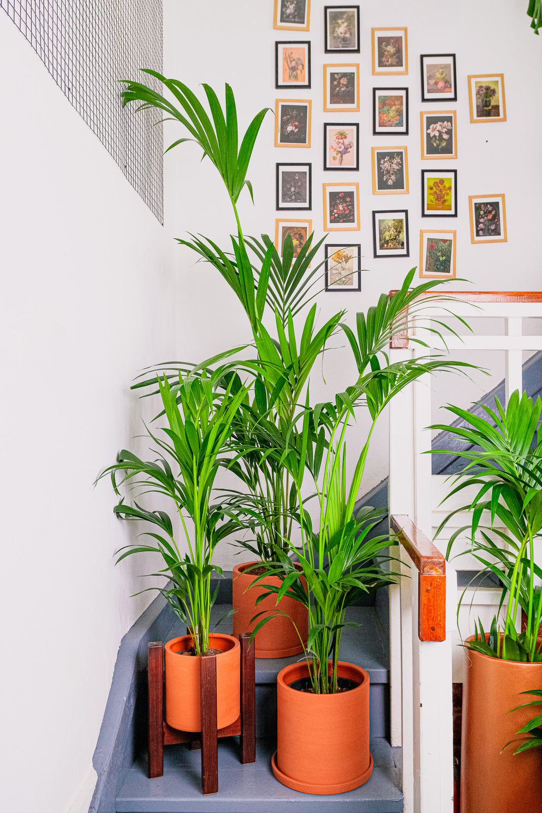 Howea Forsteriana - Image 7