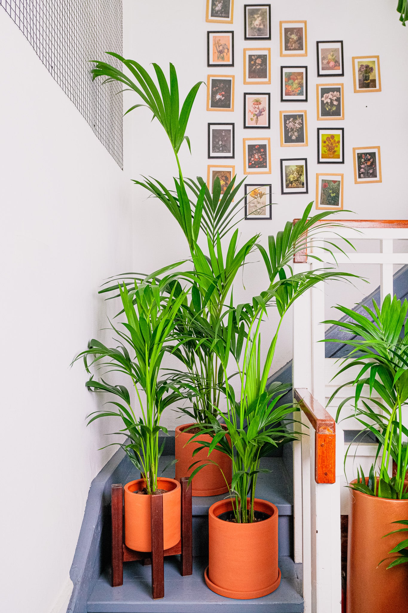 Howea Forsteriana - Image 7