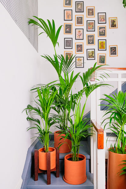 Howea Forsteriana - Image 7