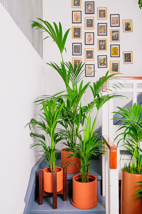 Howea Forsteriana - Image 7