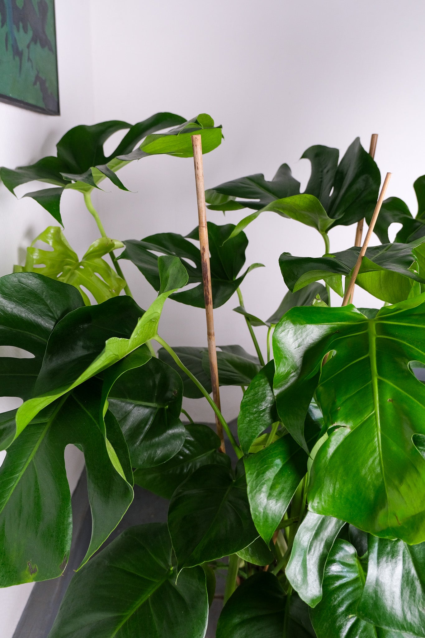 Monstera Deliciosa - Image 7