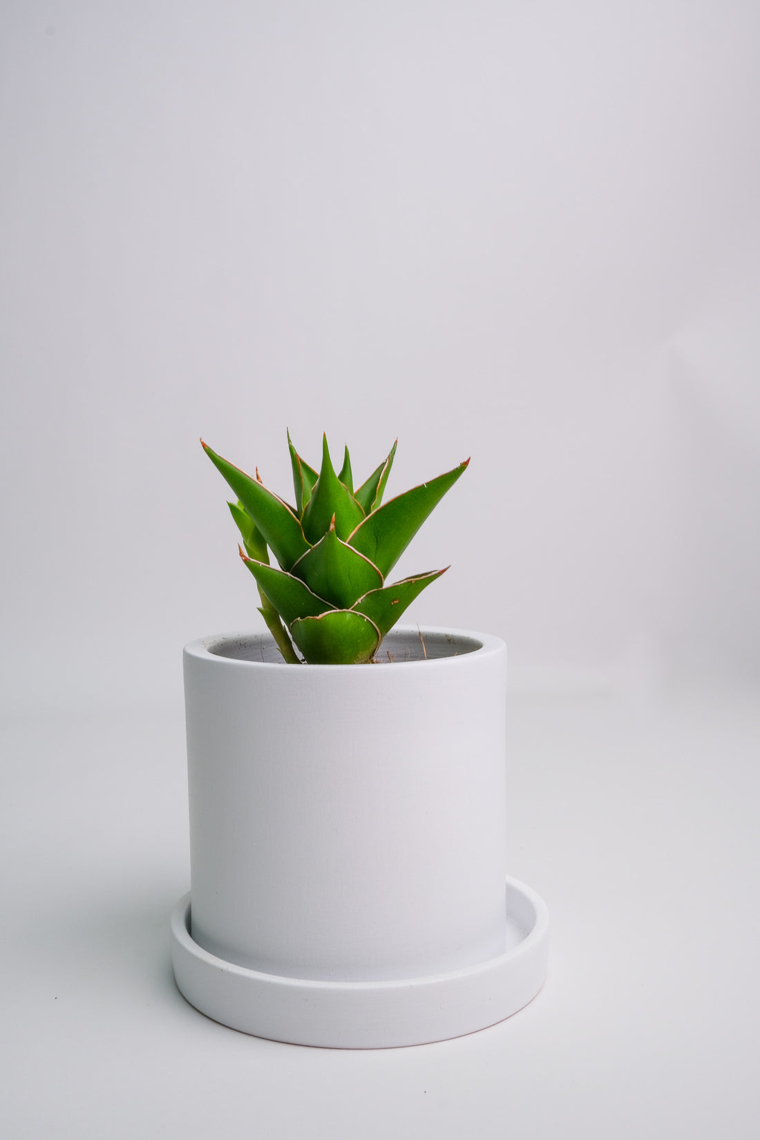 Sansevieria Mix - Image 7