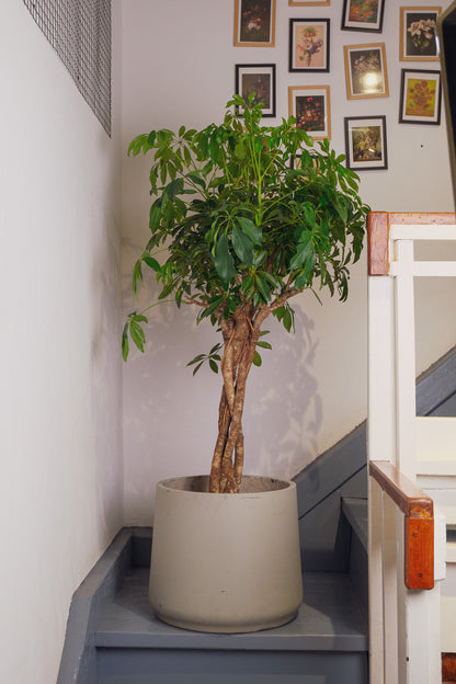 Schefflera Compacta - Image 7