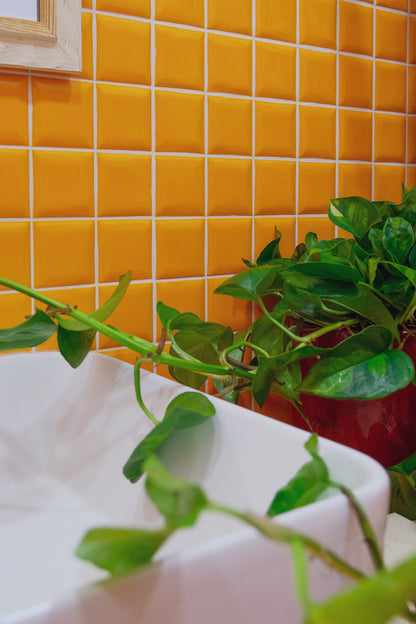 Scindapsus Global Green - 7