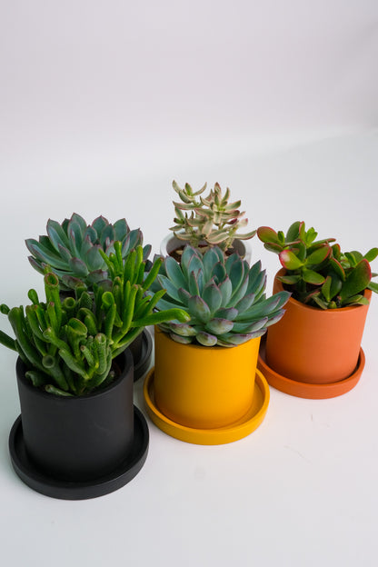 Suculent Mix - Image 06