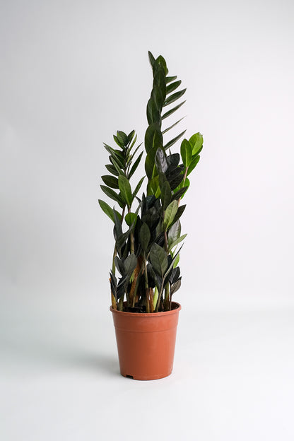 Zamioculcas Raven - 7